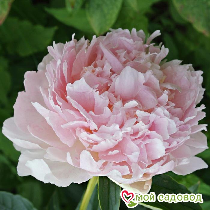 ПИОН КЛЕМ ПИНК АННОУН